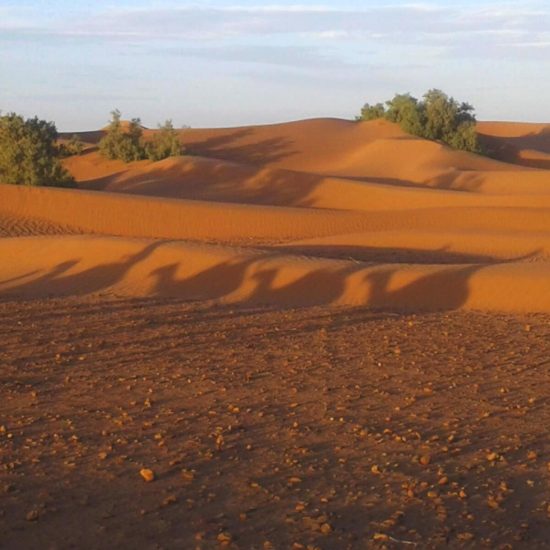 lets-go-2-morocco-camel-shadows-erg-chegaga-wild-desert-tour