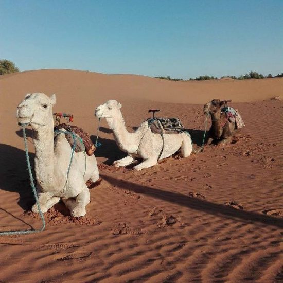lets-go-2-morocco-camels-resting4-days-3-nights-morocco-desert-4-wd-safari-tour